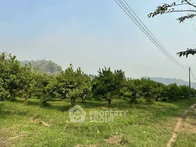 Scenic view of lush green orchard with distant hills under clear sky.