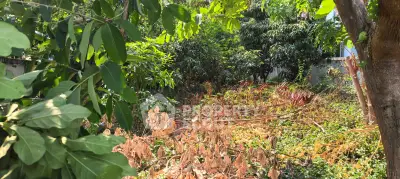 Lush garden area with diverse greenery and mature trees, perfect for nature lovers.