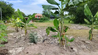 Spacious land plot with lush greenery and potential for development