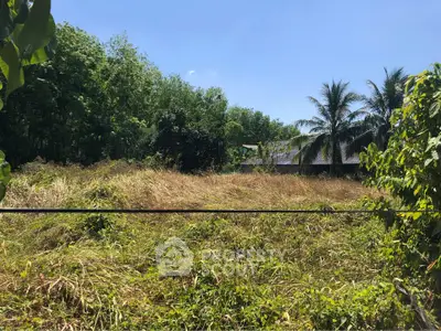 Spacious land plot with lush greenery and tropical trees, ideal for development or investment opportunities.