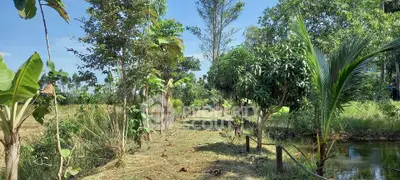 Lush garden pathway with tropical trees and serene water feature, perfect for nature lovers.