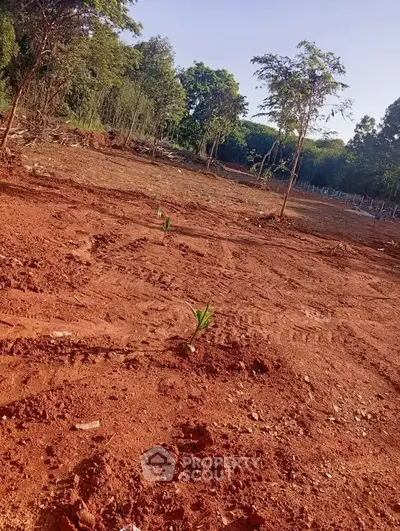 Expansive plot of land with young plants and lush greenery, ideal for development or agriculture.