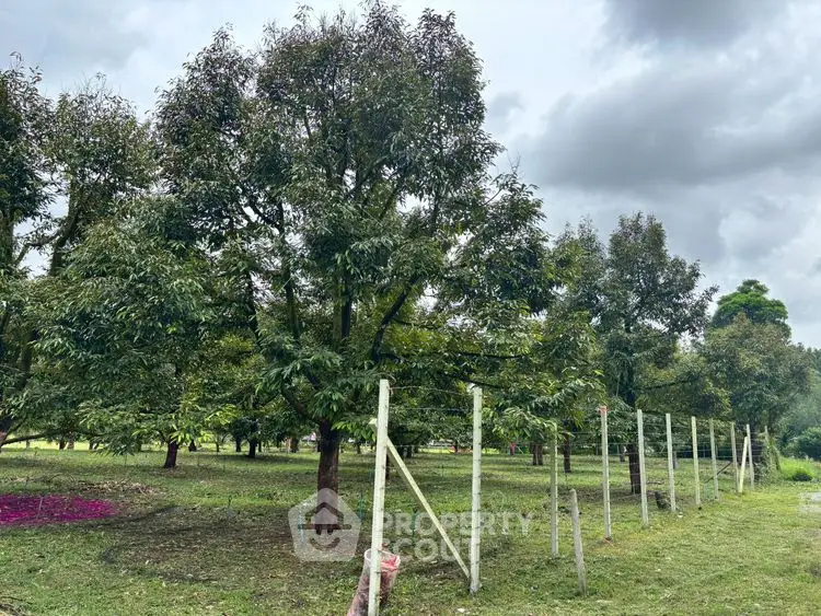 Lush green orchard with mature trees and fenced boundary under cloudy sky.