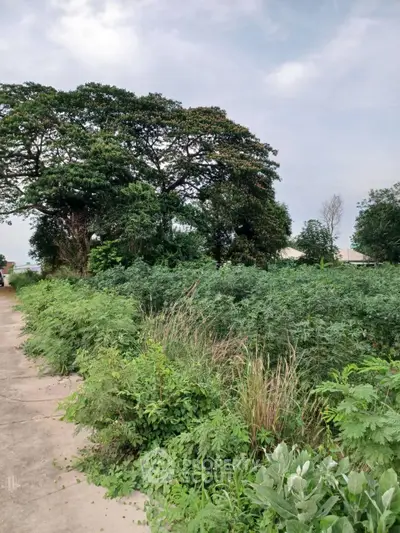 Lush green vacant land with mature trees, perfect for development opportunities.