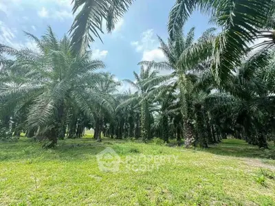 Lush palm tree plantation under a clear blue sky, ideal for agricultural investment.