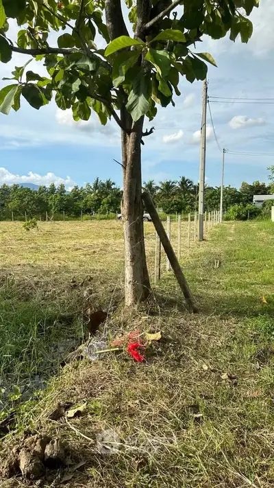 Expansive plot of land with lush greenery and clear skies, ideal for development or agriculture.