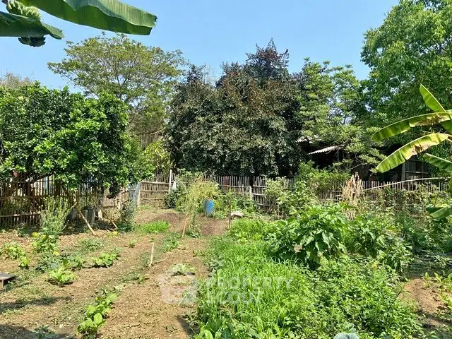 Lush garden with diverse plants and trees, perfect for sustainable living.