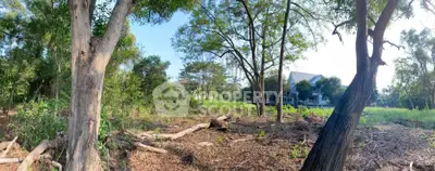 Expansive land plot with lush greenery and distant house, perfect for development.