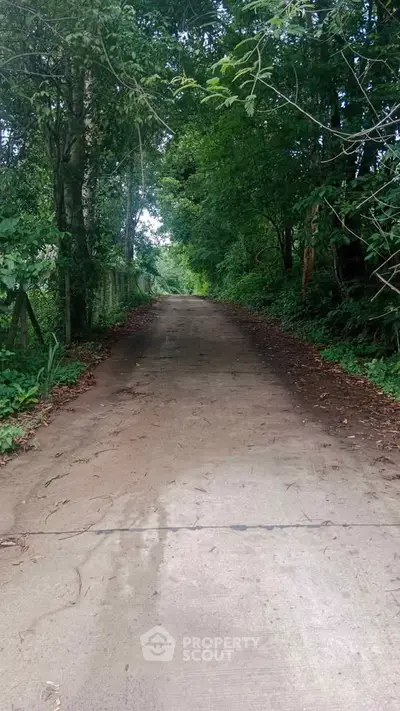 Serene forest pathway leading through lush greenery, perfect for nature lovers seeking tranquility.
