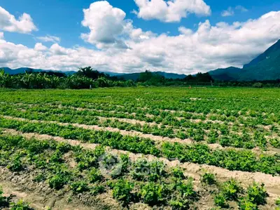 Expansive agricultural land with lush greenery and scenic mountain backdrop, perfect for farming opportunities.