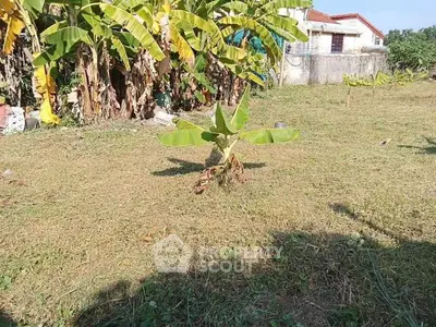 Spacious garden area with young banana plants and a distant view of a house, ideal for landscaping.