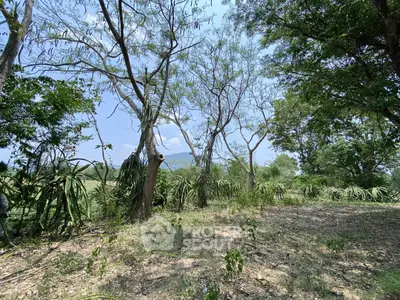 Scenic view of lush garden with trees and mountain backdrop, perfect for nature lovers seeking tranquility.