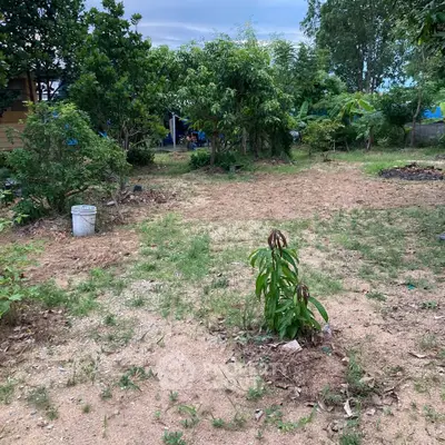 Spacious garden area with young trees and lush greenery, perfect for landscaping or outdoor activities.