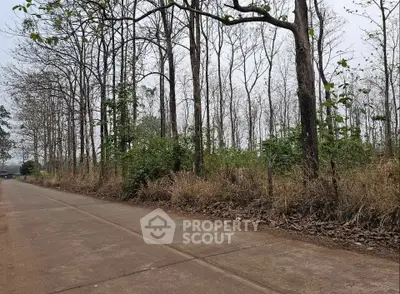 Scenic view of a rural road lined with tall trees, perfect for nature lovers seeking tranquility.