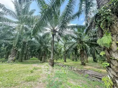Lush palm tree plantation with vibrant greenery and clear blue sky, ideal for agricultural investment.
