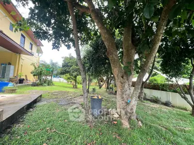 Spacious garden with lush trees in a suburban home setting