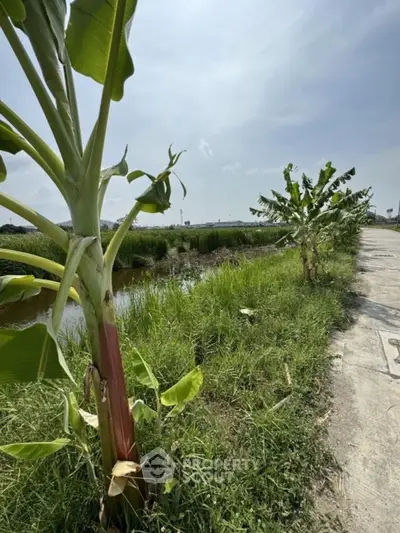 Scenic view of lush greenery and banana trees by a tranquil waterway, perfect for nature lovers.