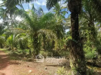 Lush tropical land with palm trees, ideal for agricultural development or eco-friendly real estate projects.