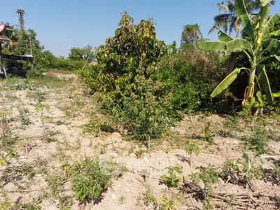 Spacious plot of land with lush greenery and tropical plants, perfect for development or agriculture.
