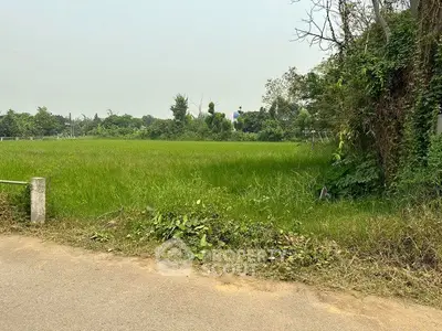 Expansive green field perfect for development with lush surroundings and road access.