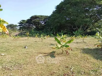 Expansive land plot with young banana plants and lush trees, ideal for agricultural development.