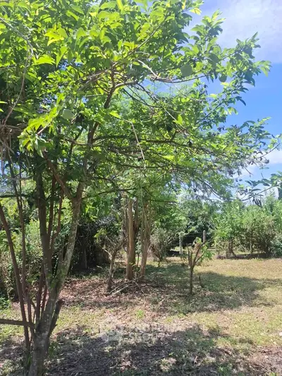 Lush green garden with trees under a clear blue sky, perfect for serene outdoor living.
