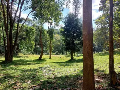 Scenic view of lush green garden with tall trees and open grassy area, perfect for nature lovers.