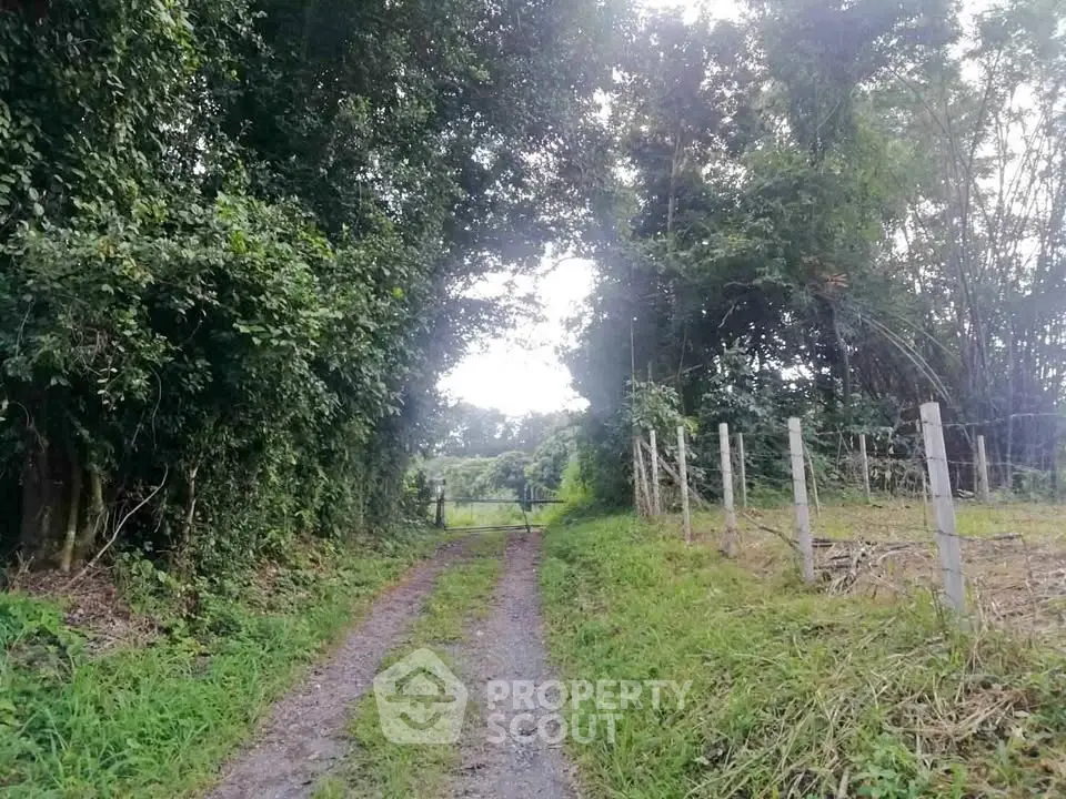 Scenic rural pathway surrounded by lush greenery and fencing, ideal for nature lovers.