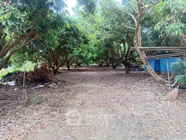 Lush garden area with mature trees and natural pathway