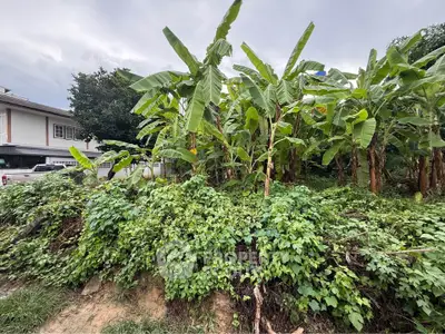 Lush garden area with banana trees beside a residential building, perfect for nature lovers.