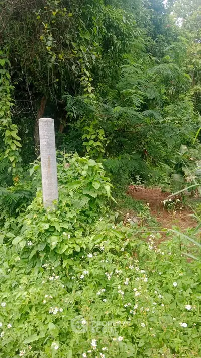 Lush green plot of land surrounded by dense foliage, ideal for development or agricultural use.
