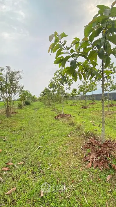 Lush green garden with young trees in a serene outdoor setting, perfect for nature lovers.