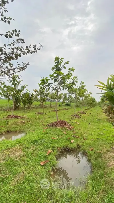 Lush green landscape with young trees and serene surroundings, perfect for eco-friendly living.