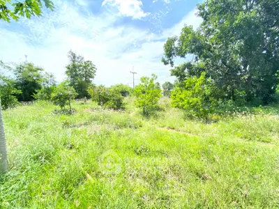 Expansive green land with lush trees perfect for development or investment opportunity.