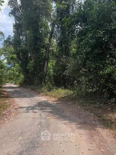 Scenic rural road surrounded by lush greenery and trees, perfect for nature lovers seeking tranquility.