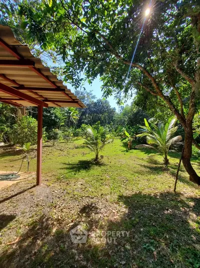 Lush garden view with tropical trees and sunlight filtering through leaves, perfect for nature lovers.