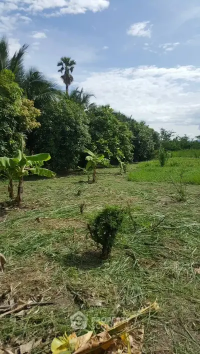 Lush green land with tropical plants and clear blue sky, ideal for development.