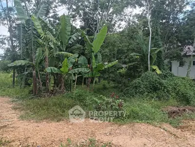 Lush green garden area with tropical plants and trees, ideal for landscaping or outdoor activities.