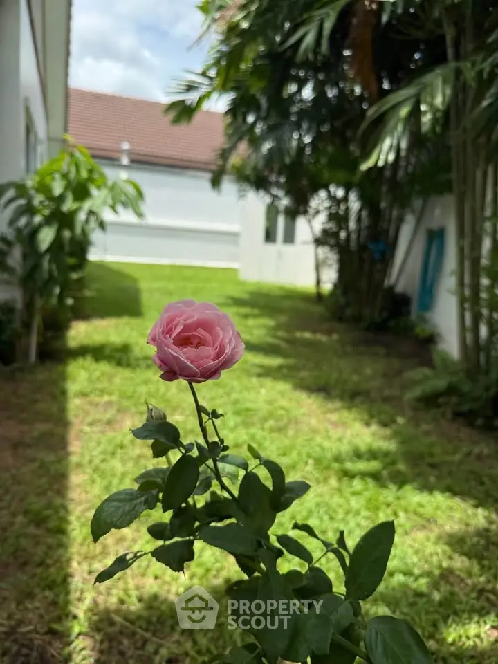 Charming garden view with blooming pink rose in serene residential backyard.