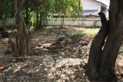 Spacious residential land plot with mature trees, ideal for building a dream home in a serene neighborhood.