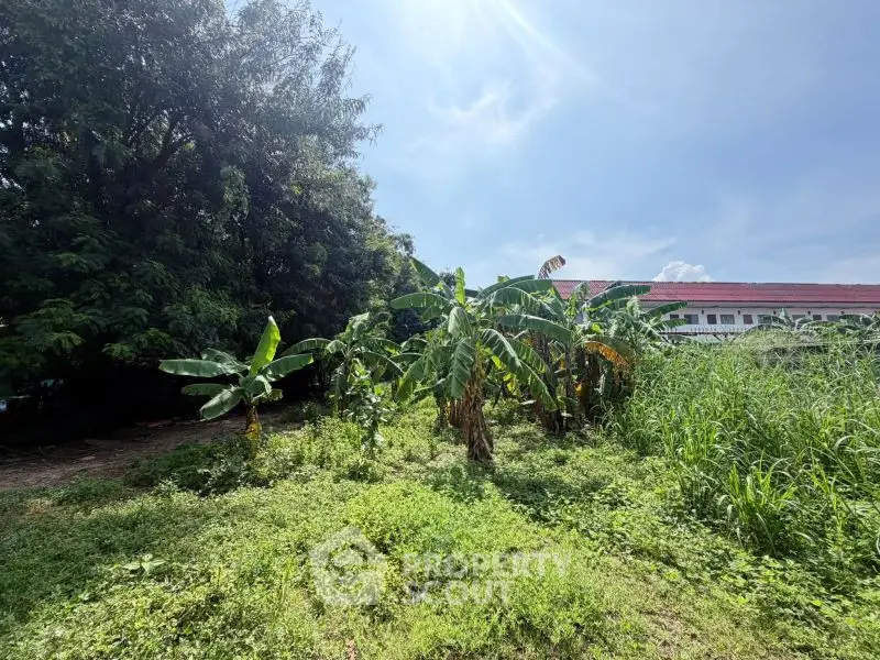 Lush green land with banana trees and clear blue sky, perfect for development opportunities.