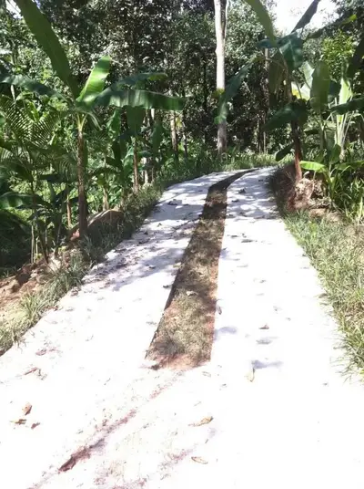 Scenic driveway surrounded by lush greenery and tropical plants