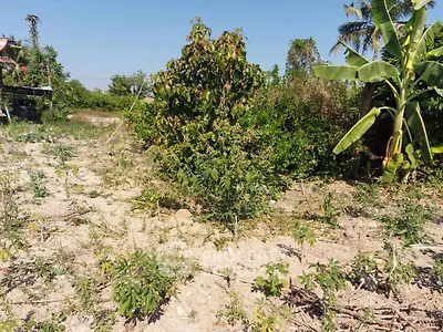 Spacious plot of land with lush greenery and tropical plants, perfect for development or agriculture.