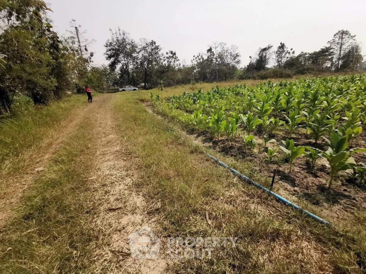 Expansive agricultural land with lush greenery and clear pathway, ideal for farming opportunities.