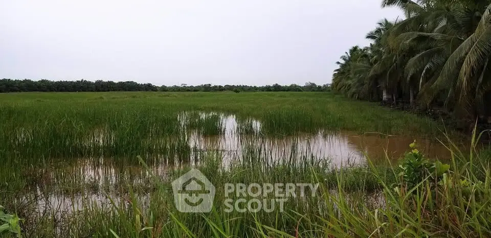 Expansive agricultural land with lush greenery and palm trees, ideal for farming or development.