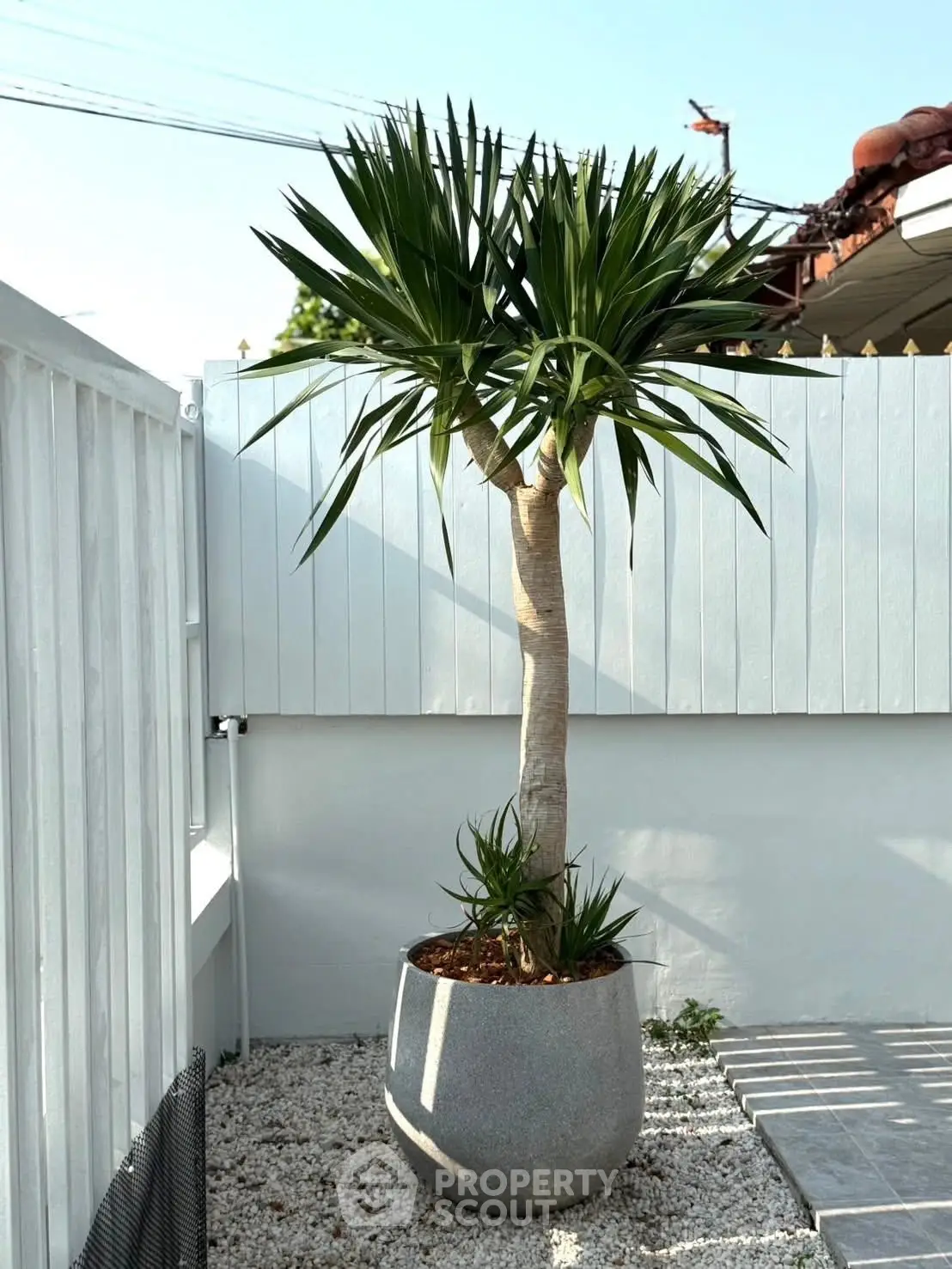 Charming outdoor garden space with potted palm tree and white fence, perfect for relaxation.