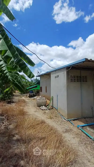 Rural property with simple exterior, surrounded by lush banana trees under a clear blue sky.