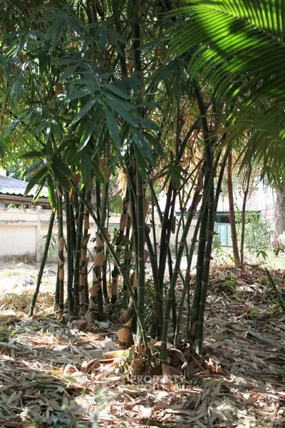 Lush garden area with tall bamboo plants, perfect for serene outdoor living.