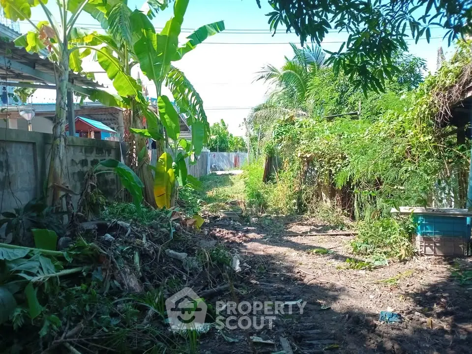 Lush tropical garden pathway with vibrant greenery and banana trees, perfect for nature lovers.