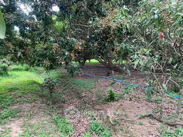 image_rental-27754518